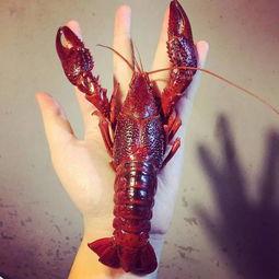 厦门龙虾爆料视频大全最新,最新爆料视频大盘点,美味瞬间尽收眼底 第1张 厦门龙虾爆料视频大全最新,最新爆料视频大盘点,美味瞬间尽收眼底 第1张